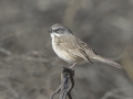 Bell's/Sagebrush Sparrow