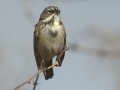 Bell's Sparrow