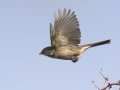 Bell's Sparrow