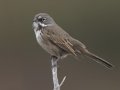 Bell's Sparrow