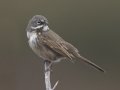 Bell's Sparrow