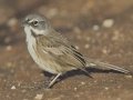 Bell's Sparrow