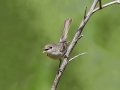 Bell's Vireo