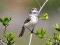 Bell's Vireo