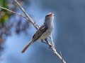 Bell's Vireo
