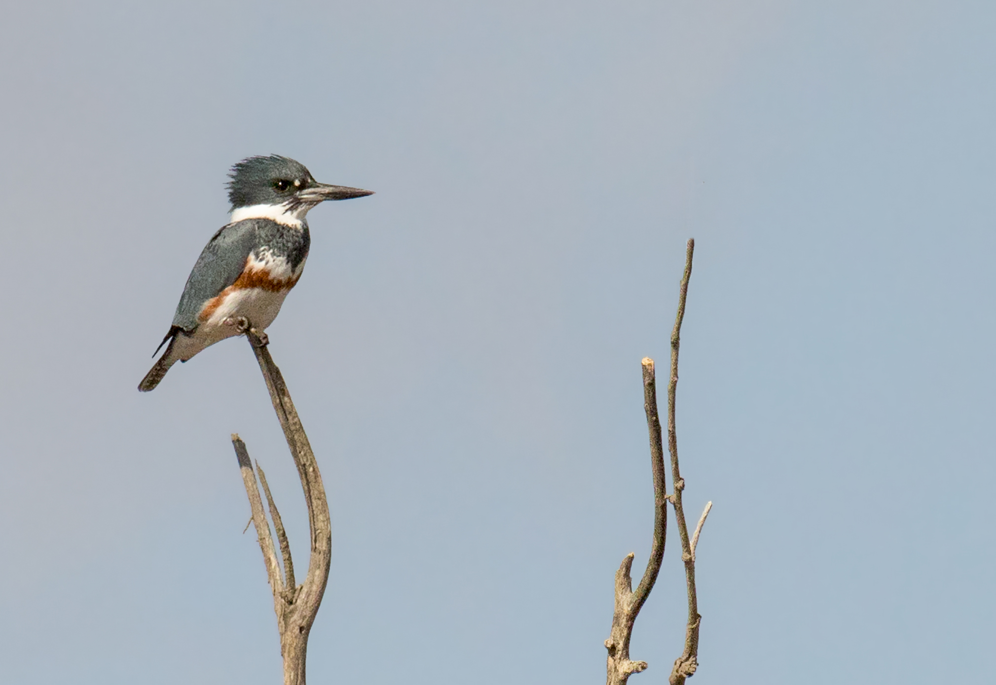 Belted Kingfisher - South Dakota Birds and Birding