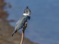 Belted Kingfisher - San Diego River mudflats (including Robb Field & north side), San Diego, California, 2/22/2016