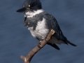 Belted Kingfisher - San Diego River mudflats (including Robb Field & north side), San Diego, California, 2/22/2016