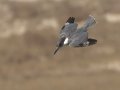 Belted Kingfisher - San Diego River mudflats (including Robb Field & north side), San Diego, California, 12/14/2017