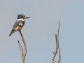 Belted Kingfisher - Bolsa Chica Ecological Reserve