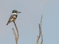 Belted Kingfisher - Bolsa Chica Ecological Reserve, Orange County, California, 11/29/2019