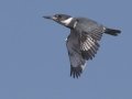 Belted Kingfisher - San Diego River mudflats (including Robb Field & north side), San Diego, California, 12/14/2017