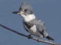 Belted Kingfisher - San Diego River mudflats (including Robb Field & north side), San Diego, California, 12/14/2017