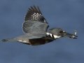 Belted Kingfisher - San Diego River mudflats (including Robb Field & north side), San Diego, California, 2/22/2016