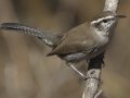 Bewick's Wren