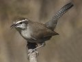 Bewick's Wren