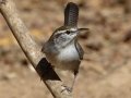 Bewick's Wren
