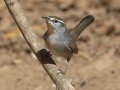 Bewick's Wren