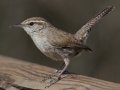 Bewick's Wren