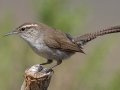 Bewick's Wren