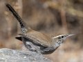 Bewick's Wren