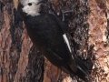 White-headed Woodpecker