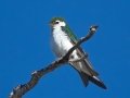 Violet-green Swallow