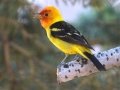 Western Tanager
