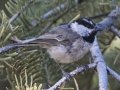Mountain Chickadee