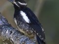 Williamson's Sapsucker