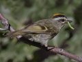 Golden-crowned Kinglet