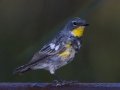 Yellow-rumped Warbler