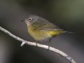 Nashville Warbler