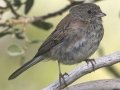 Dark-eyed Junco