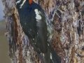 Williamson's Sapsucker