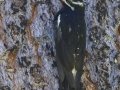 Williamson's Sapsucker