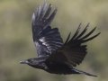 Common Raven