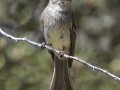 Gray Flycatcher