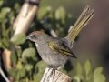 Green-tailed Towhee