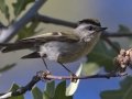 Golden-crowned Kinglet