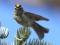 Golden-crowned Kinglet