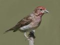 Cassin's Finch