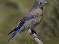 Western Bluebird