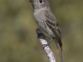 Dusky Flycatcher