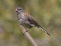 Dark-eyed Junco