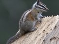 Chipmunk