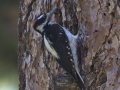 Hairy Woodpecker