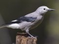 Clark's Nutcracker