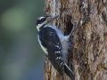 Hairy Woodpecker