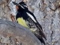 Williamson's Sapsucker